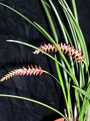 Bild von Dendrochilum weriselii 3